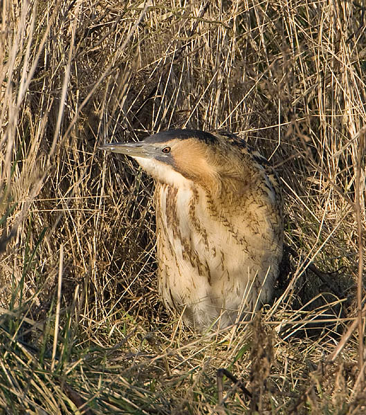 roerdomp roerloos in de dekking.jpg